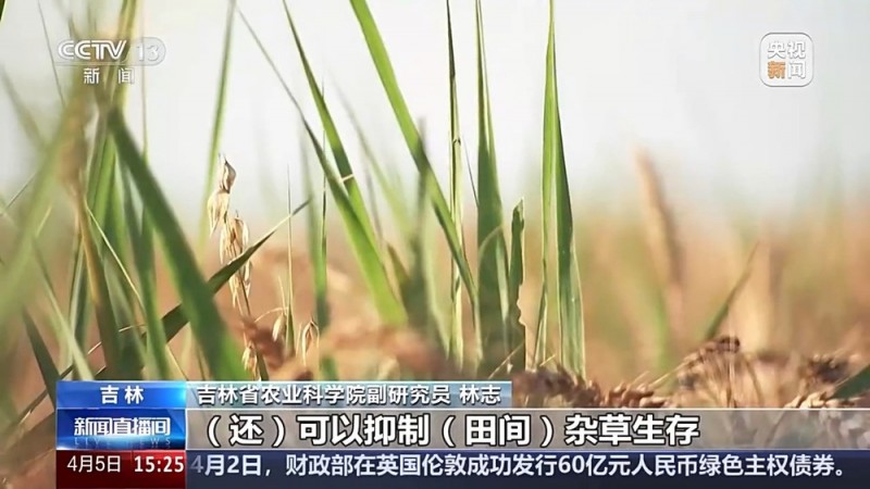文化中国行丨播种“冰麦”、“龙王”巡游、智能养蚕 他们这样过清明→