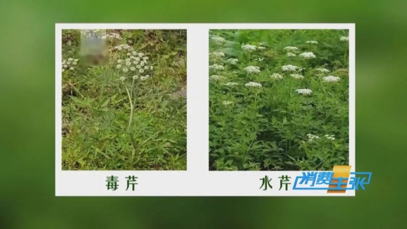 看丹观察丨找“搭子”、写攻略！当年轻人爱上挖野菜……