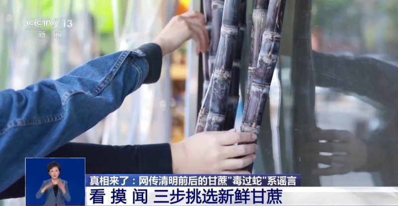 清明前后的甘蔗“毒过蛇”？专家辟谣：元凶是霉菌