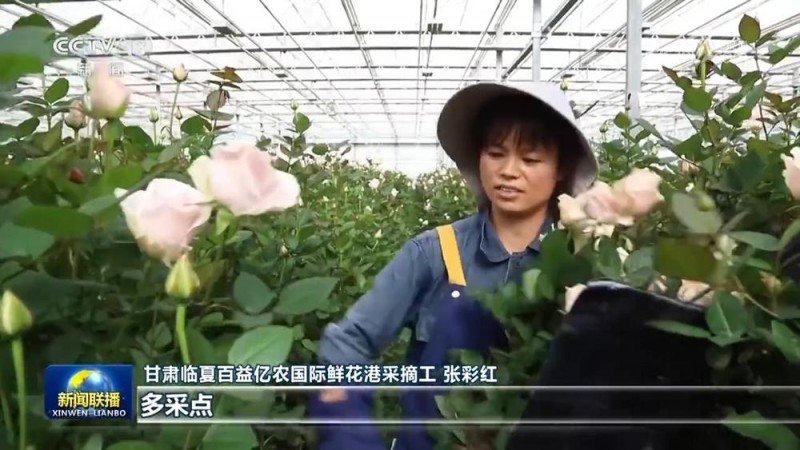 【一线调研】黄土高原玫瑰红