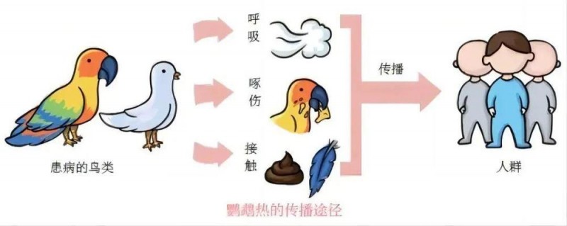 严重可致死 养鸟爱好者需警惕这个“隐形杀手”