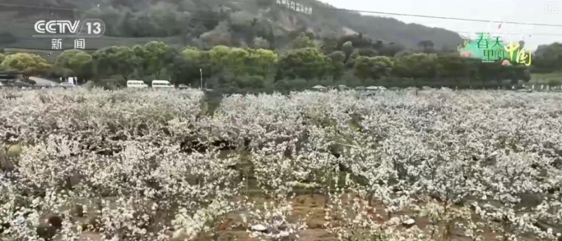 听音乐、赏美景、品美食……“颜值”变“产值”激活乡村春日消费新场景