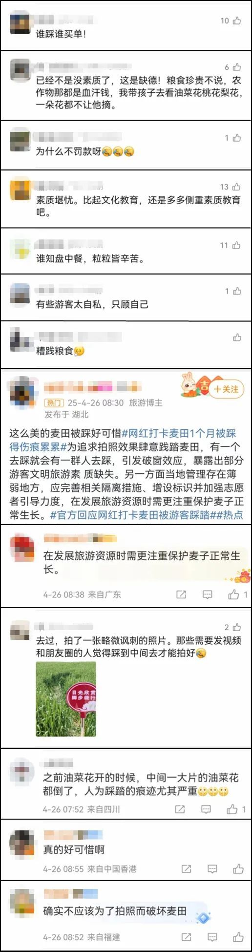 看丹观察丨网红麦田1个月被踩得“伤痕累累”，打卡照不该以糟蹋粮食为代价！