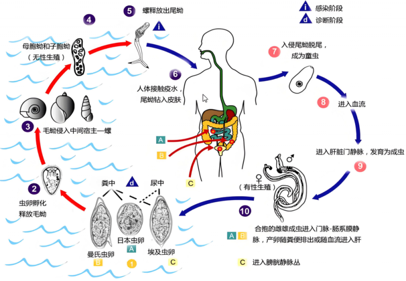 一旦接触10秒即可感染！发现这种东西赶紧躲开
