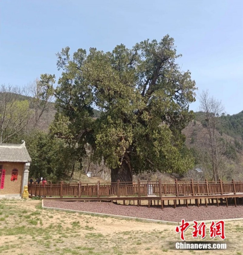 人这一辈子，一定要去陕西看这5棵5000年古树！
