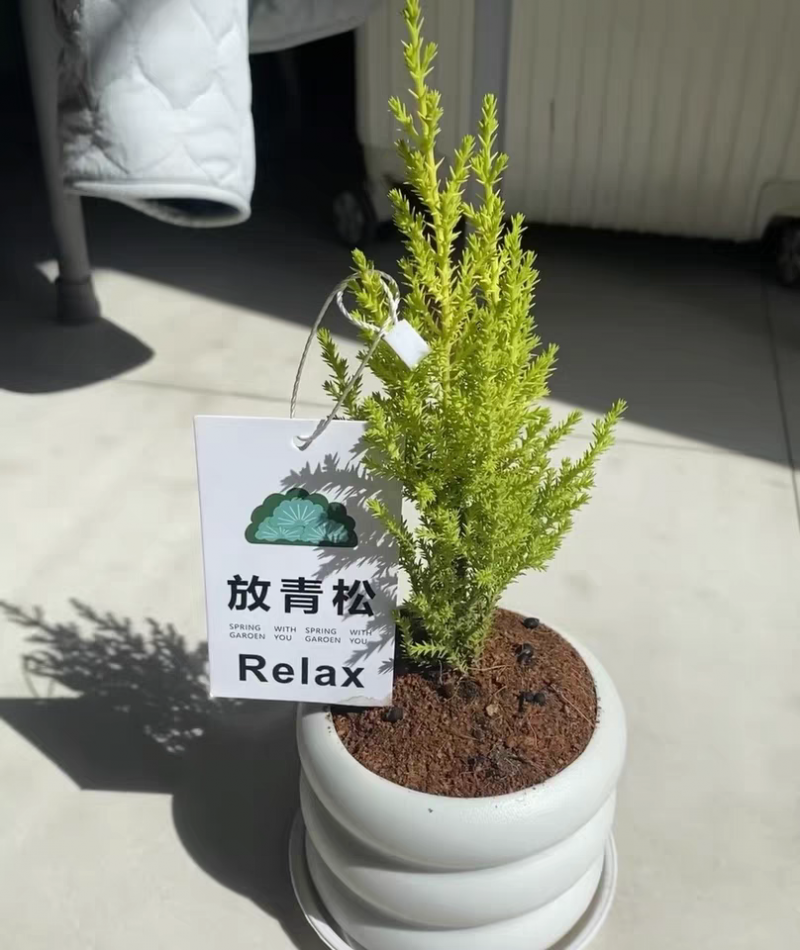 解压、治愈、陪伴……“情绪经济”为啥这么火？