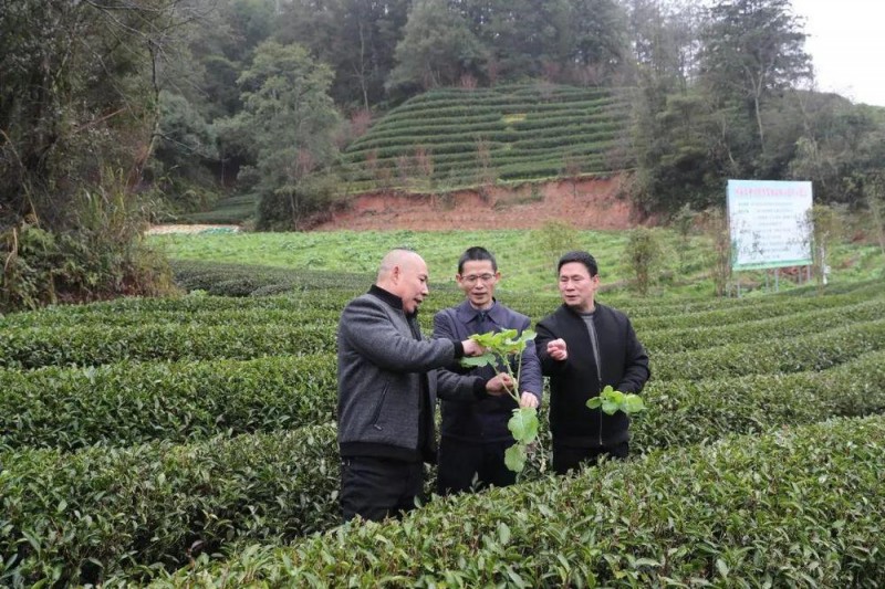 何以中国②丨一杯工夫茶，香飘千万里