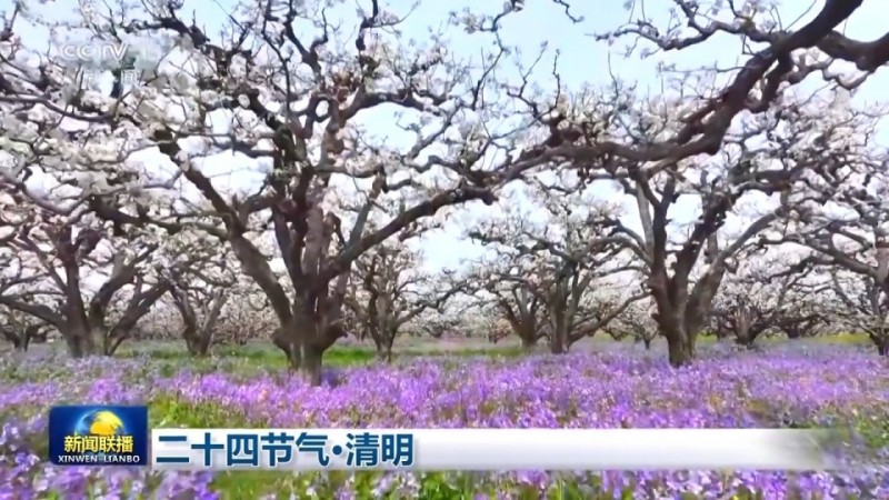 文化中国行丨二十四节气・清明 梨花风起正清明