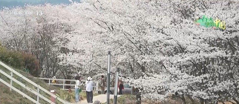 听音乐、赏美景、品美食……“颜值”变“产值”激活乡村春日消费新场景