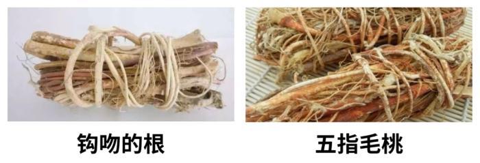 一家6口全中毒，2人进ICU！这种“野菜”千万别采