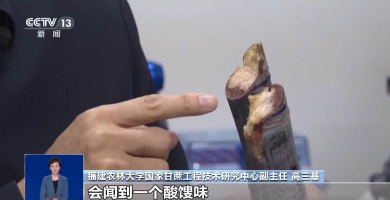 清明前后的甘蔗“毒过蛇”？专家辟谣：元凶是霉菌