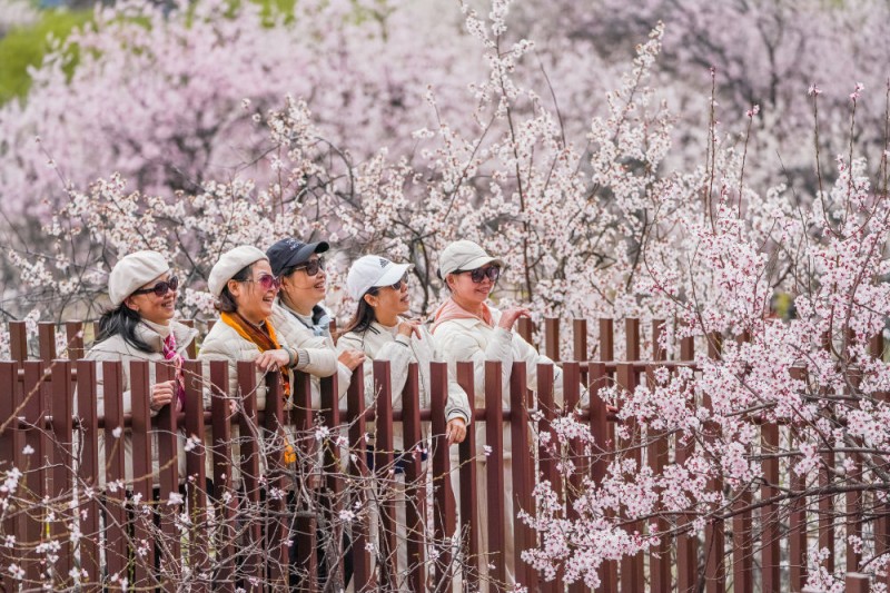 新华全媒+丨灼灼桃花织就高原生态画卷