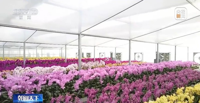 定时开花、抢“鲜”抵达……“鲜花经济”持续绽放新活力
