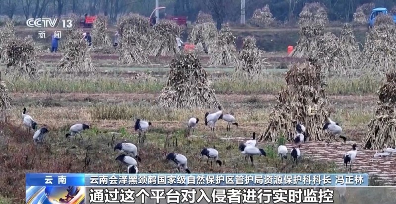 云南黑颈鹤北迁近尾声 越冬鹤群“拉家带口”生活无忧