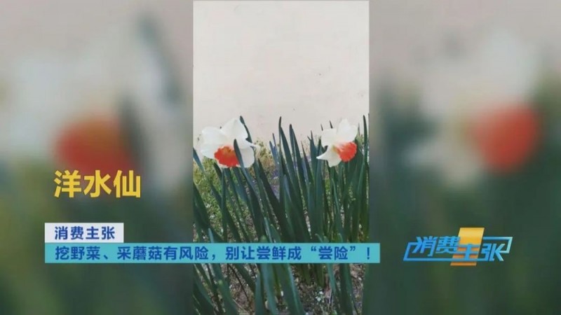 看丹观察丨找“搭子”、写攻略！当年轻人爱上挖野菜……