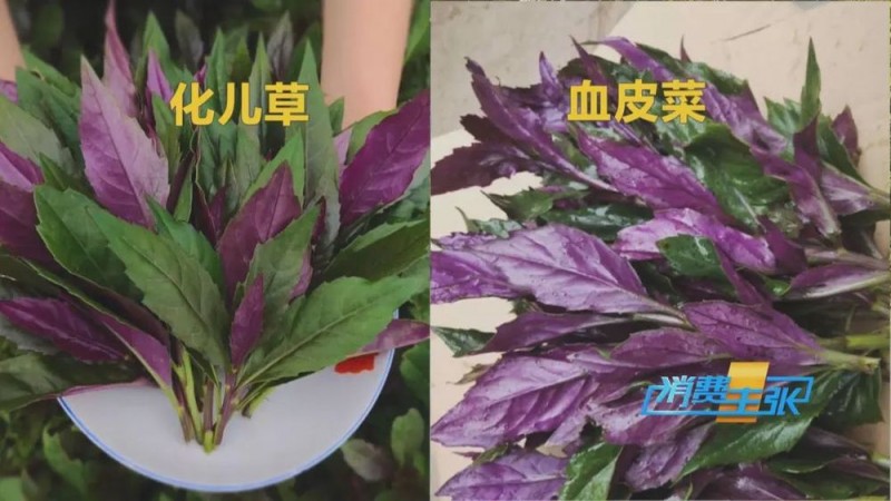 看丹观察丨找“搭子”、写攻略！当年轻人爱上挖野菜……