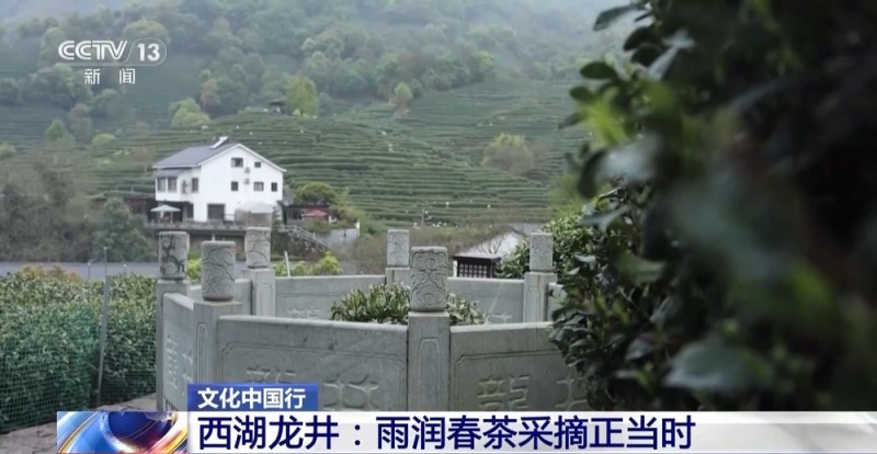 文化中国行丨西湖龙井核心产区迎来采摘高峰期 来品尝春天的一口“鲜”