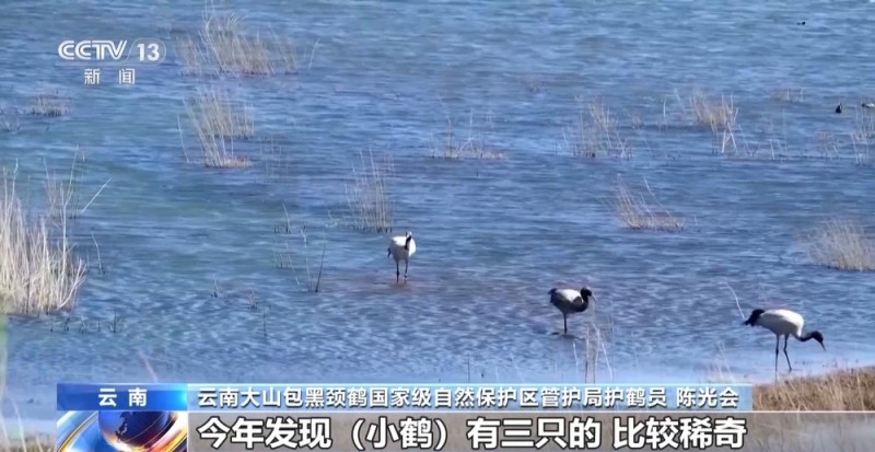 云南黑颈鹤北迁近尾声 越冬鹤群“拉家带口”生活无忧