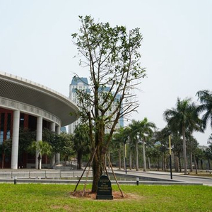 心相近｜“中越友好的根基在人民”——习近平主席引领推动中越传统友谊恒久常新