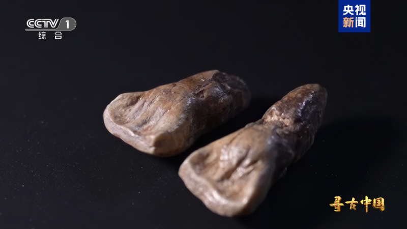 揭秘百万年人类史！《寻古中国・东方人类百万年》开播