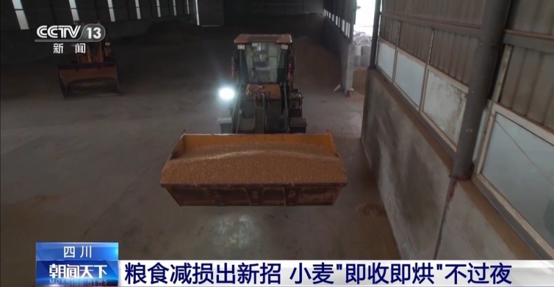 粮食减损出新招 小麦“即收即烘”不过夜