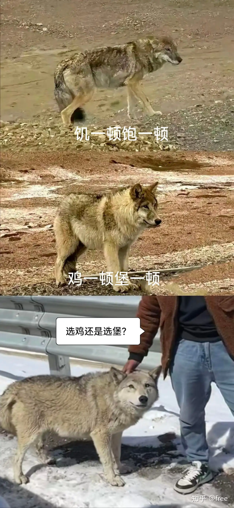 瞎扯 · 狼是怎么变成狗的?