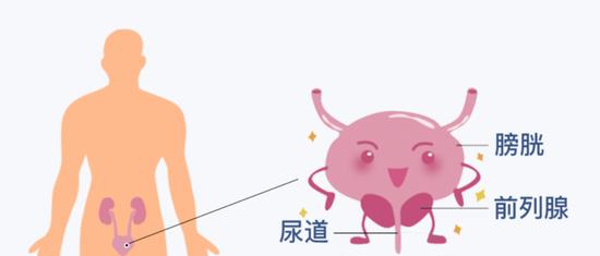 美国前总统拜登确诊前列腺癌,这个病可能由哪些原因导致的?普通人如何防范?