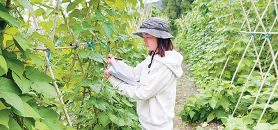 新农人返乡  高科技下田（青年观察・乡村和青年双向奔赴①）