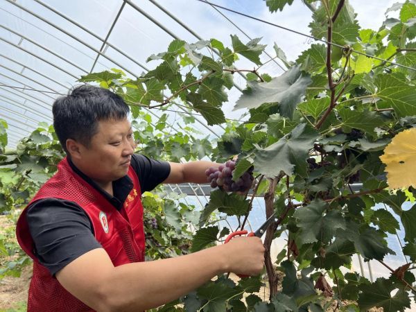 【好评中国・追光青年】黄土地上的“新农人”