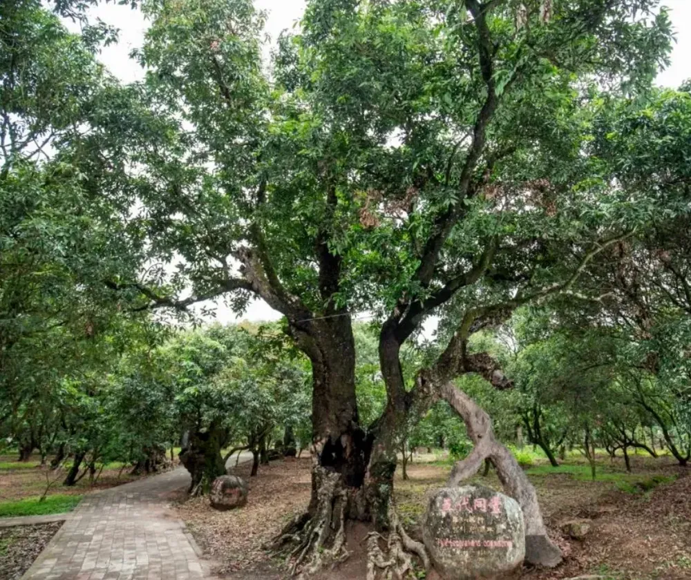 茂名荔枝的“甜蜜经济”：打好这三张“牌”是关键