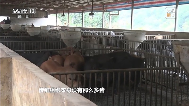 焦点访谈丨已有数万人被骗 起底“云养殖”里的骗局