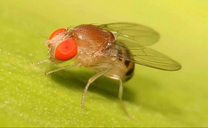 除了果蝇、涡虫 中国空间站还有哪些“动物航天员”