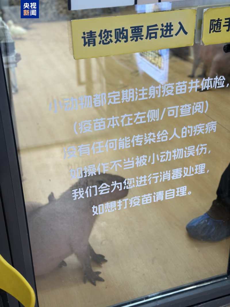 卡皮巴拉羊驼入驻商场写字楼 “萌宠馆”暗藏哪些隐患？