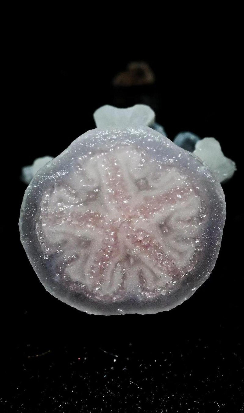 发现罕见“幽灵之花” 贵州植物家族再添新成员