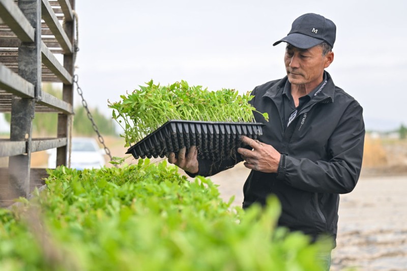 机械化 智能化 自动化――新疆番茄产业发展一线观察
