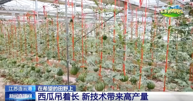 良种、良法、良机护航夏粮丰收 居民“菜篮子”“果盘子”满满“科技范儿”