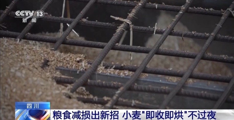 粮食减损出新招 小麦“即收即烘”不过夜