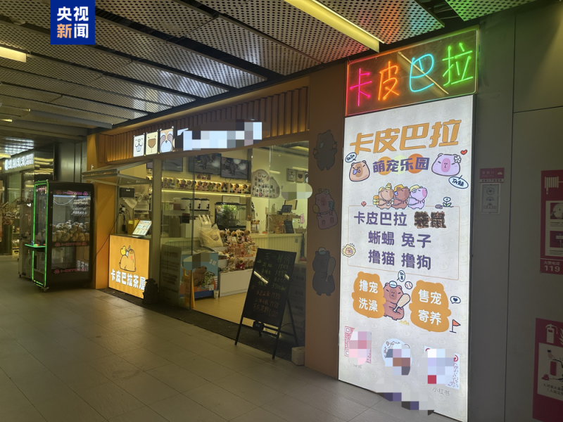 卡皮巴拉羊驼入驻商场写字楼 “萌宠馆”暗藏哪些隐患？