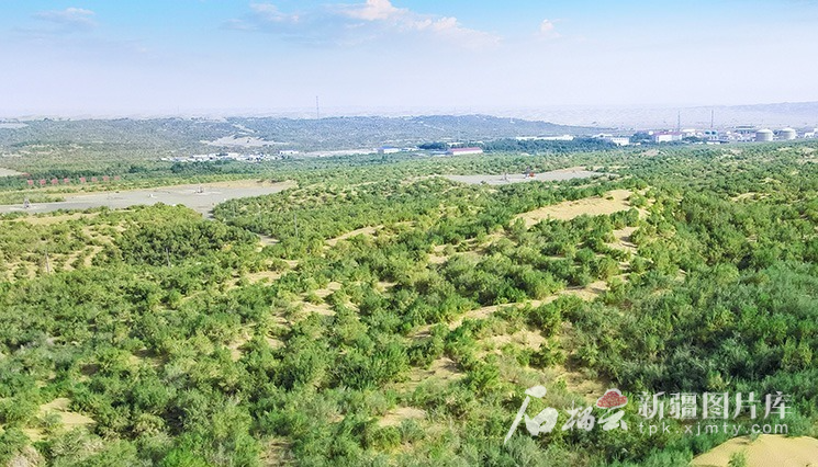 大国工程看新疆・天山观察丨阳光“养绿”首条零碳沙漠公路