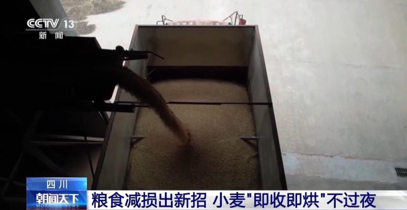 粮食减损出新招 小麦“即收即烘”不过夜