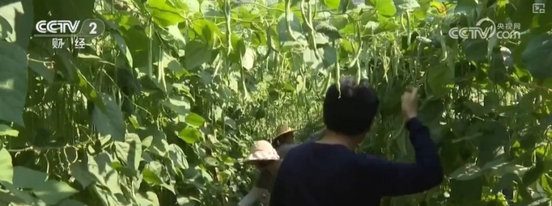 假日“菜篮子”供销两旺 各类时蔬抢“鲜”出海闯出“大市场”