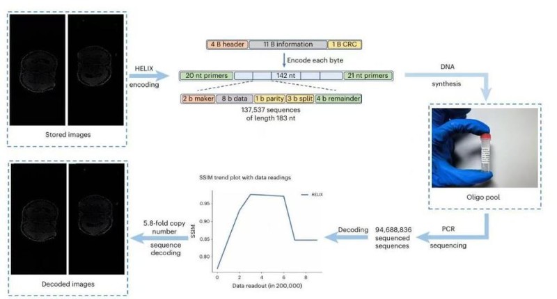 60MB生物医学图像存入DNA！我国DNA信息存储技术取得新突破