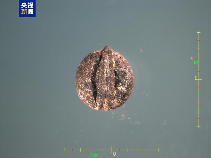 中国龙再添新形象、千年王冠重现……7项科技考古与文化遗产保护成果发布