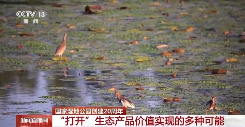 国家湿地公园创建20周年 “打开”生态产品价值实现的多种可能