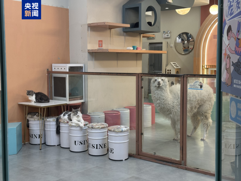 卡皮巴拉羊驼入驻商场写字楼 “萌宠馆”暗藏哪些隐患？