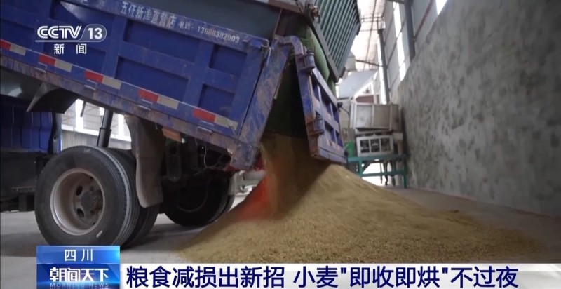 粮食减损出新招 小麦“即收即烘”不过夜
