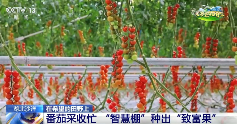 良种、良法、良机护航夏粮丰收 居民“菜篮子”“果盘子”满满“科技范儿”