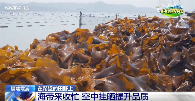 “海上田园”一派好“丰”光 特色产业“带”领群众走上增收路