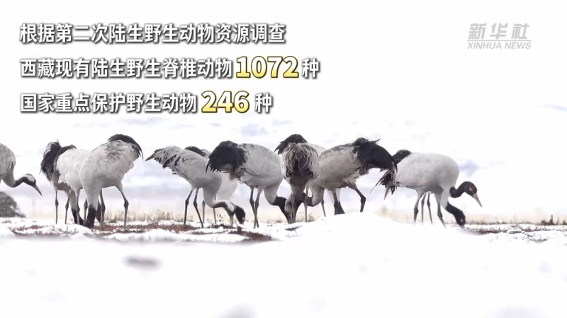 西藏和平解放74周年・生态有守护