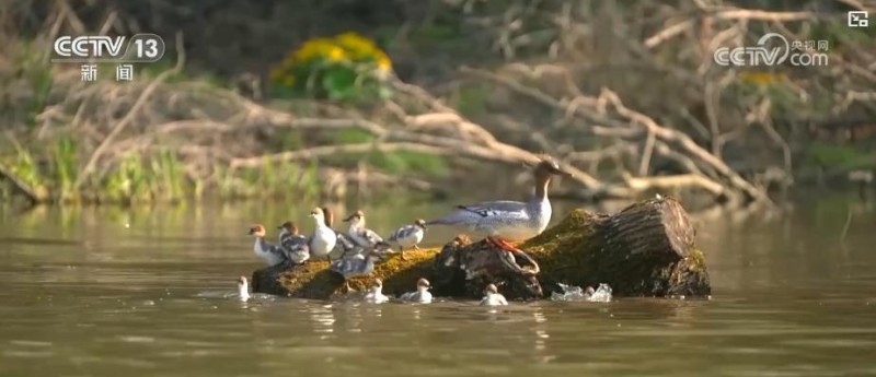 多举措绘就生态画卷：珍稀物种种群恢复 栖息地生机盎然